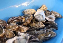 cultivo de moluscos ostras cidasc - foto Nicole Barbieri