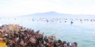cultivo mexilhoes porto belo liberado apos mare vermelha - cidasc