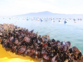 moluscos em bombinhas - foto epagri