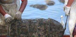 ostras e mariscos afetados pela maré vermelha com ácido ocadaico - homens manejam gaiola de moluscos