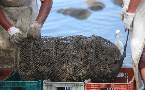 ostras e mariscos afetados pela maré vermelha com ácido ocadaico - homens manejam gaiola de moluscos