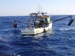 Estado vai à justiça para tentar aumentar cotas de pesca de tainha Safra de camarão em SC