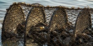riacao ostras penha interditada mare vermelha - ricardo wolffenbututtel