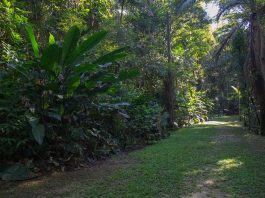 dia da arvore parque ambiental dos sabias sao jose