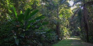 dia da arvore parque ambiental dos sabias sao jose