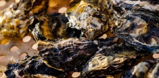 moluscos litoral sc presenca toxina - ricardo wolffenbuttel secom sc
