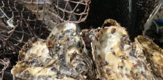 interdicao cultivos ostras palhoca - pedro mansur cidasc