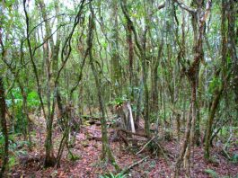 ICMS ecológico é uma possibilidade de renda e preservação para pequenos municípios áerea de mata fechada com folhas caída pelo chão da floresta