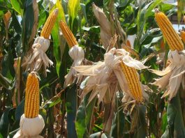 Escassez de milho em 2020 vai encarecer as carnes, alerta Faesc espigas de milho maduras em plantação