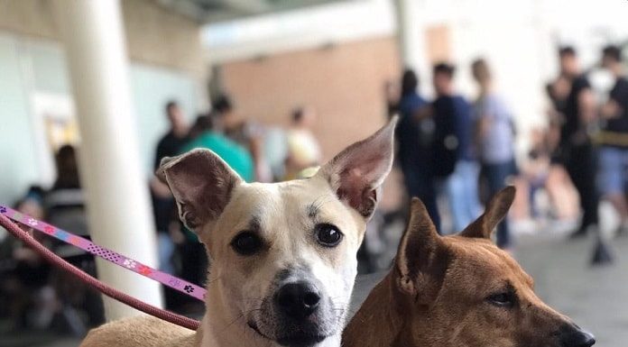 dois cachorros de porte médio bem fofinhos lado a lado