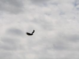 pássaro voando em um céu nublado