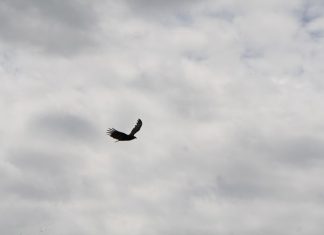 pássaro voando em um céu nublado