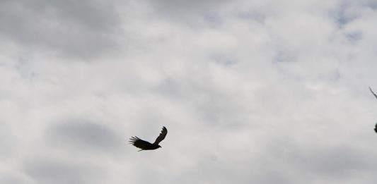pássaro voando em um céu nublado