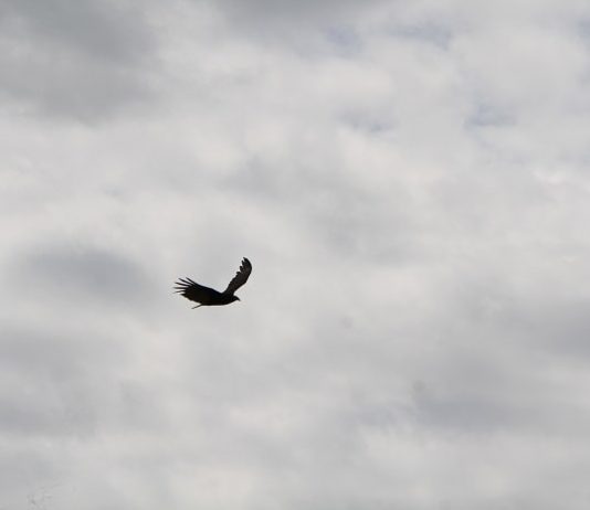 pássaro voando em um céu nublado
