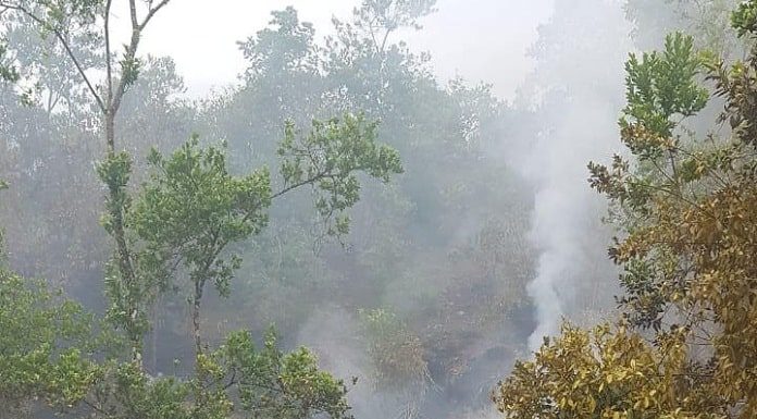 fumaça saindo do chão em área de restinga com vegetação média