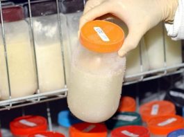 pessoa com luva cirúrgica segura pote de vidro cheio de leite em frente a prateleiras de freezer cheias de outros potes com leite