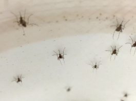 sete mosquitos Aedes aegypti pousados em uma parede