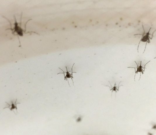 sete mosquitos Aedes aegypti pousados em uma parede