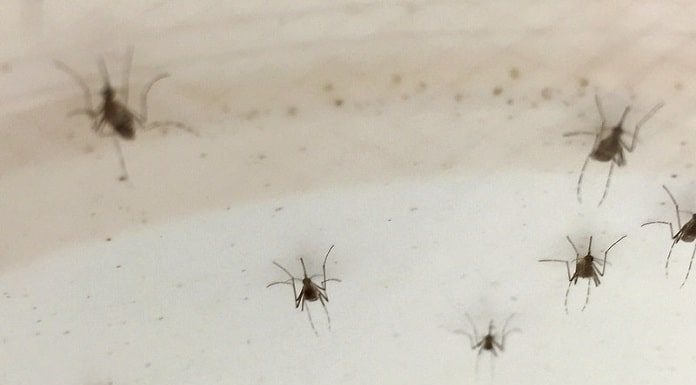 sete mosquitos Aedes aegypti pousados em uma parede