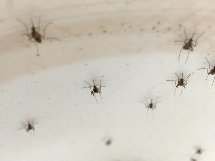 sete mosquitos Aedes aegypti pousados em uma parede