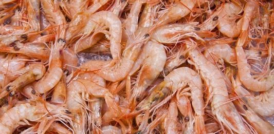 Semana de conscientização sobre alergias alimentares é criada em Florianópolis camarões empilhados