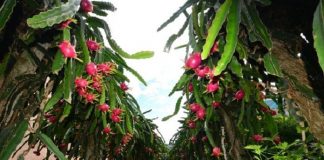 pomar de pitaia visto de baixo com diversas frutas nos pés