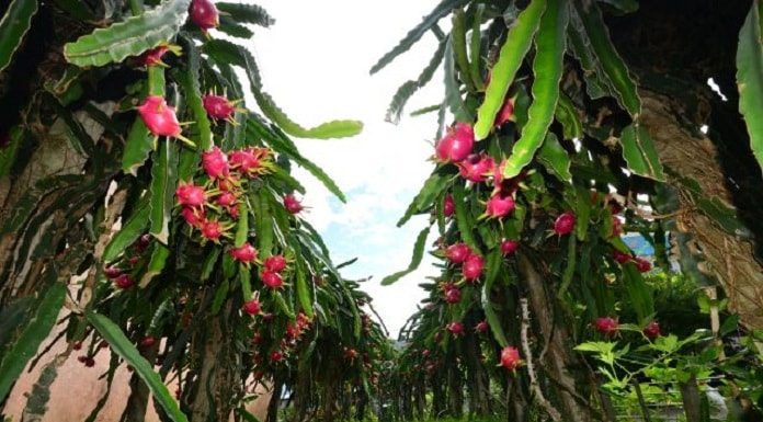 pomar de pitaia visto de baixo com diversas frutas nos pés