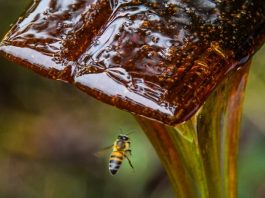 Sebrae retoma processos de indicação geográfica em Santa Catarina abelha voando ao lado de mel escorrendo de espátula