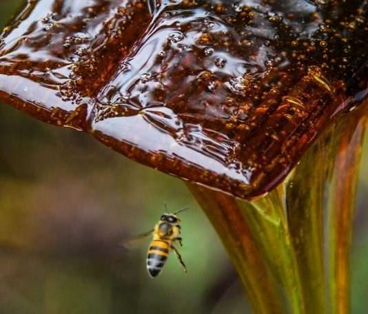 Sebrae retoma processos de indicação geográfica em Santa Catarina abelha voando ao lado de mel escorrendo de espátula