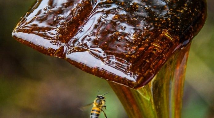 abelha voando ao lado de mel escorrendo de espátula