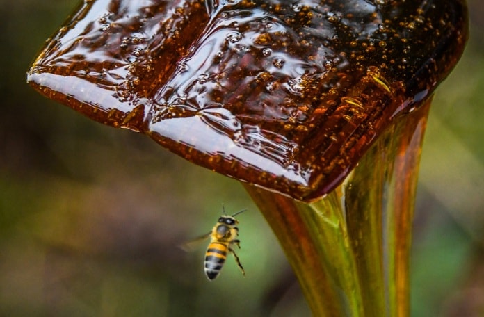 abelha voando ao lado de mel escorrendo de espátula