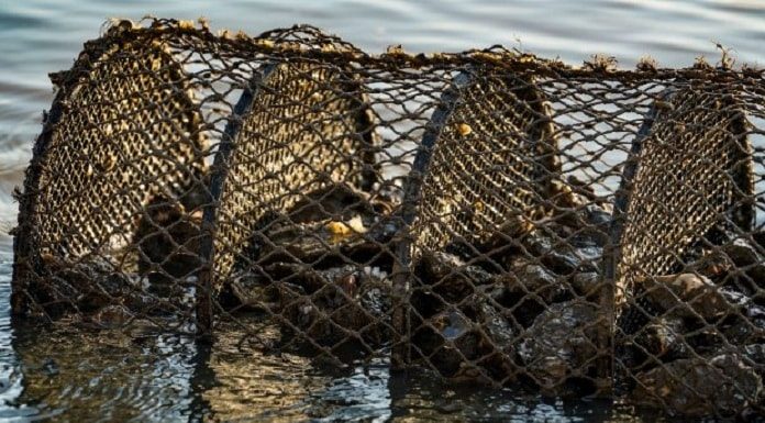 gaiola de criação de moluscos de lado na água, meio submersa