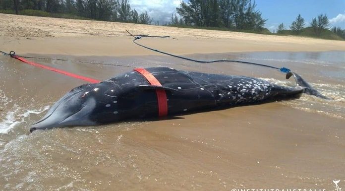 animal estendido na areia da praia com cintas de reboque em volta