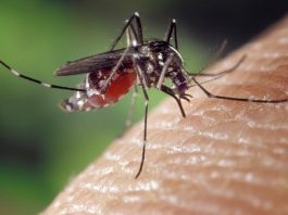 Janeiro de 2020 teve 48% mais focos de Aedes aegypti do que janeiro de 2019 Aedes aegypti picando uma pessoa com bolsa do mosquito cheia de sangue