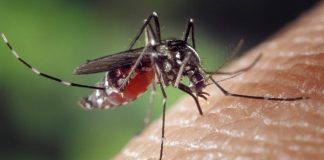 Aedes aegypti picando uma pessoa com bolsa do mosquito cheia de sangue
