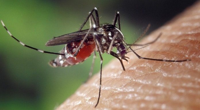 Aedes aegypti picando uma pessoa com bolsa do mosquito cheia de sangue