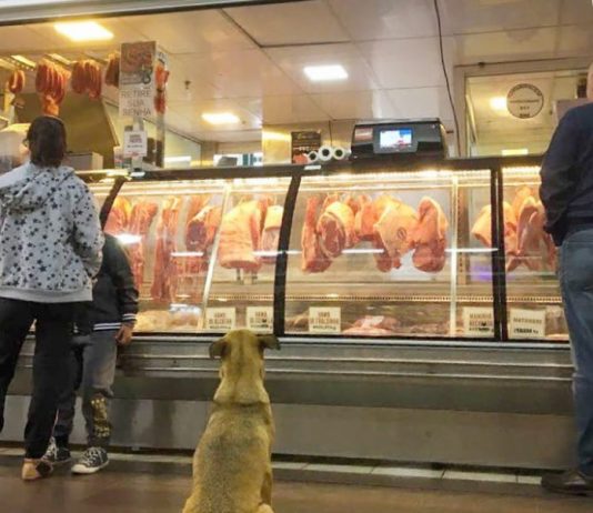Açougues, padarias, peixarias e mercearias podem ser abertas em SC cachorro sentado na frente de balção de açougue, com outras pessoas ao lado