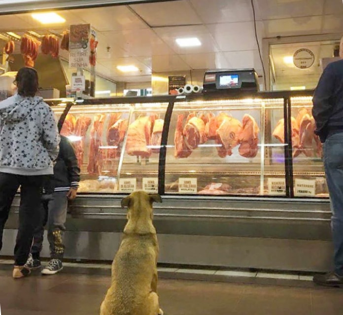 cachorro sentado na frente de balção de açougue, com outras pessoas ao lado