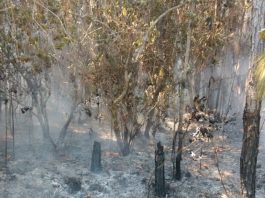 área de mata com chão queimado e vegetação parcialmente queimada, com fumaça