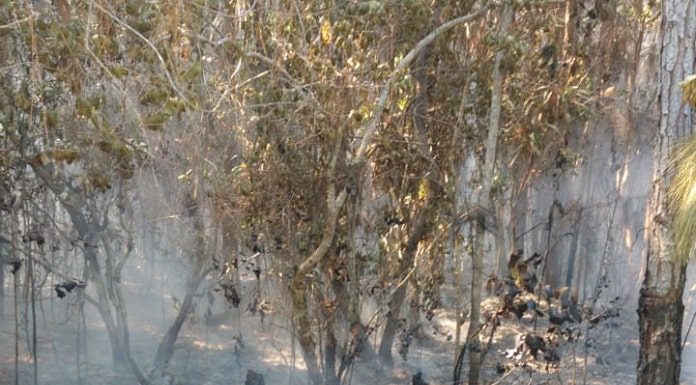 área de mata com chão queimado e vegetação parcialmente queimada, com fumaça