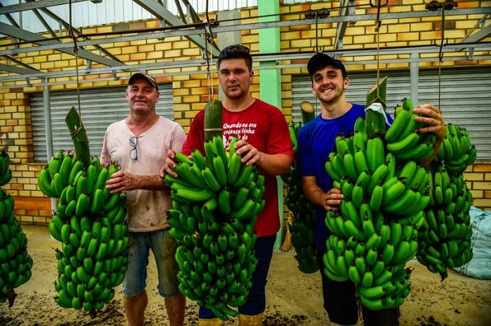três homens posam sorridentes para a foto segurando grandes cachos de banana verde