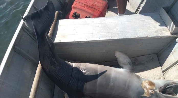 boto morto caído dentro de barco