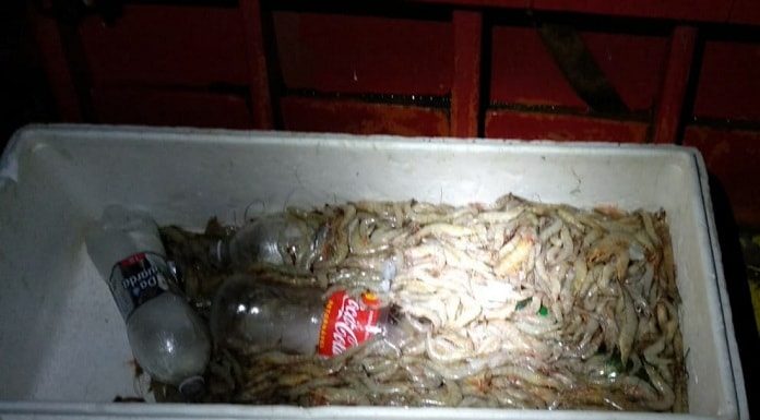 caixa de isopor cheia de camarão com garrafa pet de coca cola vazia em cima