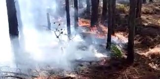 fumaça saindo do chão com turfa em meio às árvores