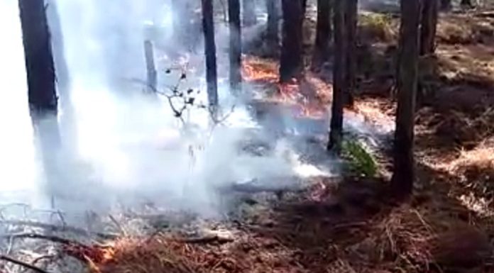 fumaça saindo do chão com turfa em meio às árvores