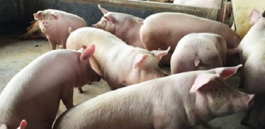 Santa Catarina mantém alta nas exportações de carne suína porcos aglomerados em um cochia