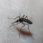 close mosquito picando uma pessoa branca