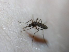 close mosquito picando uma pessoa branca