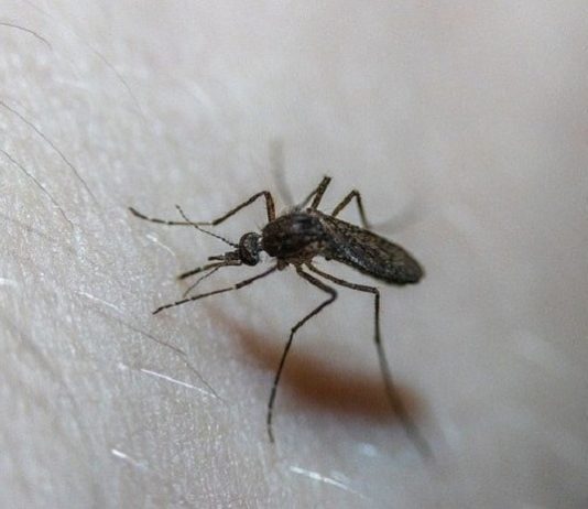 Segunda morte confirmada em 2020 por febre amarela close mosquito picando uma pessoa branca