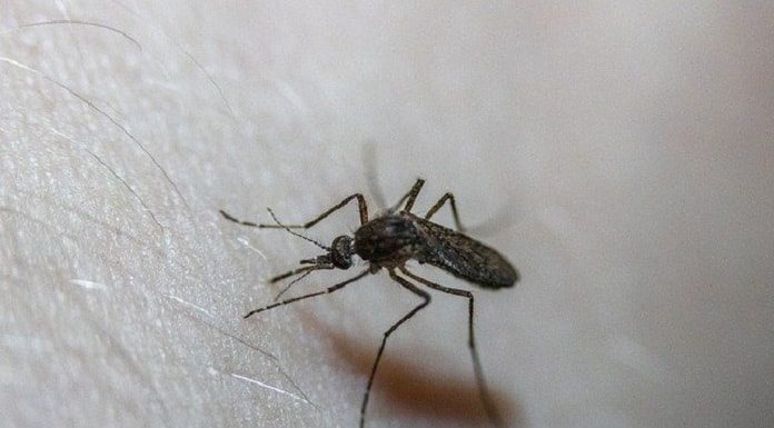 close mosquito picando uma pessoa branca